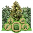 Autoflowering Mix - RQS
